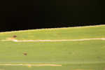 Annual wildrice <BR>Nakedstem dewflower <BR>Nakedstem dewflower <BR>Nakedstem dewflower <BR>Nakedstem dewflower